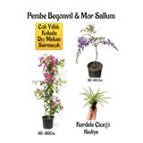 serada decor plant Pembe Begonvil Çiçeği+Mor Salkım Ağacı Fidanı Kurdele Çiçeği Hediyeli Bahçe Peyzaj Seti