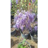 Serada Decor Plant Pembe Begonvil Çiçeği+Mor Salkım Ağacı Fidanı Tül Kuşkonmaz Bahçe Peyzaj Seti
