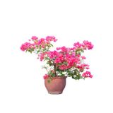 Serada Decor & Plant Pembe Begonvil Fidanı, 40-60 cm, 1 Adet Saksılı Çiçekli Bahçe Teras Bitkisi