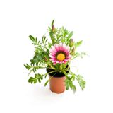 serada decor & plant Pembe-Beyaz Gazanya Çiçeği, Saksılı, 15-25 cm