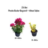 Serada Decor & Plant Pembe Bodur Begonvil Çiçeği Fidanı + Altuni Taflan Çit Bitkisi, 2'li Set, Saksılı Bahçe Bitkileri