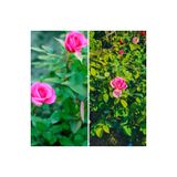 serada decor & plant Pembe Bodur Gül Fidanı, 20-40 cm, Tüplü, Canlı Çiçekli Bitkiler