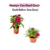 Serada Decor & Plant Pembe Cam Güzeli + Pembe Gazanya Çiçeği Saksılı Set, 10-20 cm