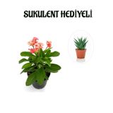 Serada Decor Plant Pembe Çiçekli Kaktüs Milli Dikenler Tacı Sevgililer Gününe Özel Sukulent Hediyeli