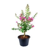 serada decor & plant Pembe Çiçekli Oya Ağacı Fidanı, 30-60 cm, 1 Adet Saksılı, Lagerstroemia Indica