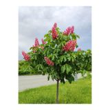 serada decor & plant Pembe Çiçekli Oya Ağacı Fidanı, 30-60 cm, 10 Adet Saksılı, Lagerstroemia Indica