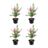 serada decor & plant Pembe Çiçekli Oya Ağacı Fidanı, 30-70 cm, 4 Adet Tüplü, Lagerstroemia Indica