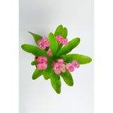 Serada Decor & Plant Pembe Dikenler Tacı Çiçeği, 15-25 cm, Tüplü, Euphorbia Milii