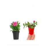 Serada Decor & Plant Pembe Gül Fidanı, 10-20 cm, Buz Çiçeği Hediyeli, 2'li Set, Çok Renkli