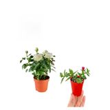 serada decor & plant Pembe Gül Fidanı, Buz Çiçeği Dış Mekan Bitkileri, 2'li Set
