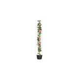 serada decor & plant Pembe Gül Fidanı, Yediveren Sarmaşık, Mis Kokulu, 70-110 cm, 3 Adet Saksılı