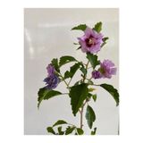 serada decor & plant Pembe Hatmi Çiçeği Ağacı, 40-70cm, Sakılı/Tüplü, Dış Mekan Bahçe