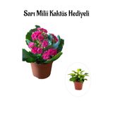 serada decor & plant Pembe Kalanşo Çiçeği, Sarı Mili Hediyeli, Kadınlar Gününe Özel