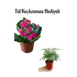 serada decor & plant Pembe Kalanşo Çiçeği, Tül Kuşkonmaz Hediyeli, Anneler Günü Özel Hediyelik Bitkisi