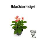 serada decor & plant Pembe Milii Dikenler Tacı Çiçeği, Helen Mini Saksı Hediyeli