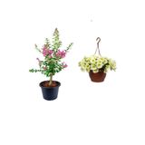 Serada Decor & Plant Pembe Oya Ağacı 30-60cm, Sarı Petunya Çiçeği 20-30cm, Dekoratif Taş 3'lü Peyzaj Seti