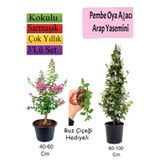 serada decor & plant Pembe Oya Ağacı, Arap Yasemini, Buz Çiçeği Hediyeli, Çok Renkli, 3'lü Set