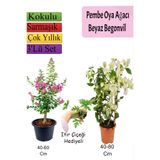 serada decor & plant Pembe Oya Ağacı, Beyaz Begonvil, İtır Çiçeği Hediyeli, 3'lü Set, Çok Renkli