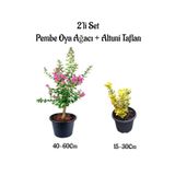 Serada Decor & Plant Pembe Oya Ağacı Fidanı + Altuni Taflan 2'li Set Saksılı Bahçe Bitkisi