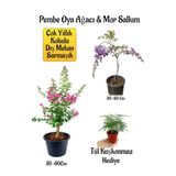 serada decor & plant Pembe Oya Ağacı Fidanı, Mor Salkım Ağacı Fidanı, Tül Kuşkonmaz Çiçeği Hediyeli Bahçe Peyzaj Seti