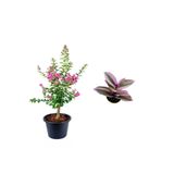 serada decor & plant Pembe Oya Ağacı Fidanı Saksılı, 30-60 cm, Telgraf Çiçeği Hediyeli