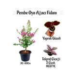 serada decor & plant Pembe Oya Ağacı Fidanı Saksılı, 30-60 cm, Yaprak Güzeli ve Telgraf Çiçeği Hediyeli