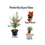 serada decor & plant Pembe Oya Ağacı Fidanı Saksılı, Yaprak Güzeli-Tül Çiçeği Hediyeli