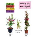 Serada Decor & Plant Pembe Oya Ağacı, Kırmızı Begonvil, Kurdele Çiçeği Hediyeli, Çok Renkli, 3'lü Set