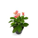 serada decor & plant Pembe Renk Dikenler Tacı Çiçeği, 10-20 cm, Tüplü Çiçekli Bodur Bitki, Euphorbia milii