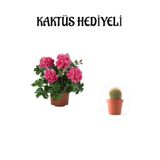 Serada Decor & Plant Pembe Sakız Sardunya Çiçeği Fidanı, Kaktüs Hediyeli