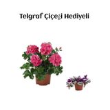 Serada Decor & Plant Pembe Sakız Sardunya Çiçeği Fidanı, Telgraf Hediyeli