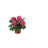 serada decor & plant Pembe Sardunya Çiçeği Fidanı, Hediyelik, Sarı Milli Hediyeli