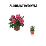 Serada Decor & Plant Pembe Sardunya Çiçeği Fidanı, Sukulent Hediye Seti