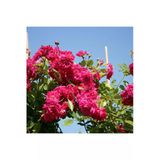 Serada Decor & Plant Pembe Sarmaşık Gül Fidanı, Kokulu, 90-140 cm, 1 Adet Tüplü Aşılı Gül