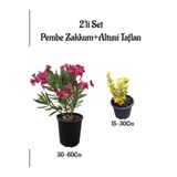 Serada Decor & Plant Pembe Zakkum Çiçeği Fidanı + Altuni Taflan Çit Bitkisi Saksılı Set, 2'li