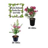 Serada Decor & Plant Pembe Zakkum Çiçeği + Pembe Oya Ağacı Saksılı Bahçe Seti, 30-60 cm