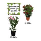 Serada Decor & Plant Pembe Zakkum Çiçeği ve Kırmızı Zakkum Saksılı Bahçe Seti, 30-60 cm