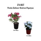 Serada Decor & Plant Pembe Zakkum Fidanı + Beyaz Bodrum Papatyası 2'li Bahçe Peyzaj Seti