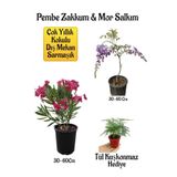 serada decor & plant Pembe Zakkum Fidanı, Mor Salkım Ağacı Fidanı, Tül Kuşkonmaz Hediyeli Bahçe Peyzaj Seti