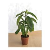 Serada Decor & Plant Pepino Meyve Fidesi, 40-60 cm, 1 Adet Saksılı Bahçe Balkon Bitkisi, Solanum Muricatum
