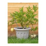serada decor & plant Pepino Meyvesi Saksılı Balkon Teras Bitkisi, Solanum Muricatum, 20-50 cm, 1 Adet