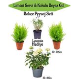 Serada Decor Plant Peyzaj Seti 2 Adet Limoni Servi+1 Adet Beyaz Gül Fidanı+ Hediye Lavanta