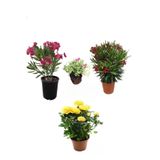 Serada Decor & Plant Peyzaj Seti, Pembe Zakkum, Kırmızı Zakkum, Sarı Gül, Mezem Çiçeği Hediyeli