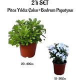 Serada Decor Plant Pitos Yıldız Çalısı Fidanı+Beyaz Bodrum Papatyası 2'li Bahçe Peyzaj Seti