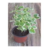 serada decor & plant Plectranthus Forsteri Kokulu Bitki, Saksılı, Çok Yıllık, 10-20 cm, Çok Renkli