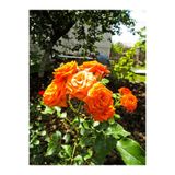 Serada Decor & Plant Ponpon Yediveren Kokulu Turuncu Saksılı Aşılı Gül, 40-65 cm