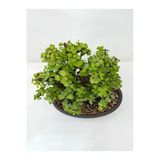 serada decor & plant Portulacaria Afra Para Çiçeği Yeşim Saksılı Bonsai Uyumlu Bitki, Yeşil, 20-30 cm