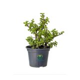 Serada Decor & Plant Portulacaria Afra Yeşim Çiçeği Saksılı, 15-30cm, Yeşil, Ofis ve Salon Bitkisi