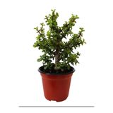 serada decor & plant Portulacaria Afra Yeşim Para Çiçeği, Saksılı, 20-30 cm, Yeşil, Ofis Hediyelik İç Mekan Bitkisi