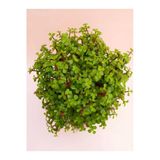 serada decor & plant Portulacaria Afra Yeşim Para Salon Çiçeği, 15-30cm, 1 Adet